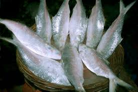 Khulna Seafood International