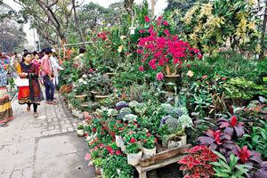 Dhaka City Nursery