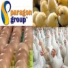 Paragon Poultry Ltd.